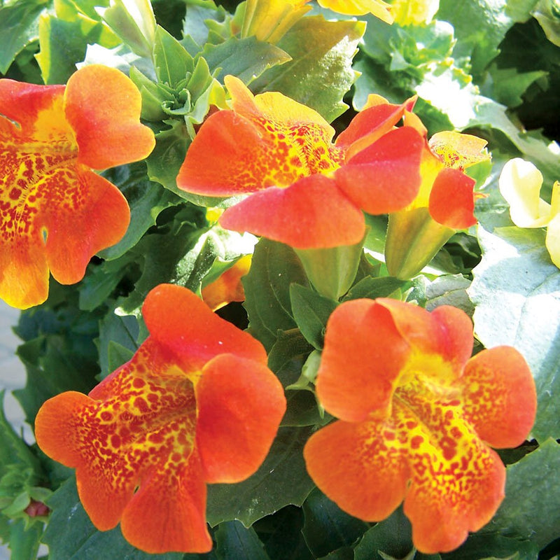 Mimulus Flower seeds for Planting Sun Loving Heirloom & GMO Free Seeds for Home Garden
Sale for planting in home garden