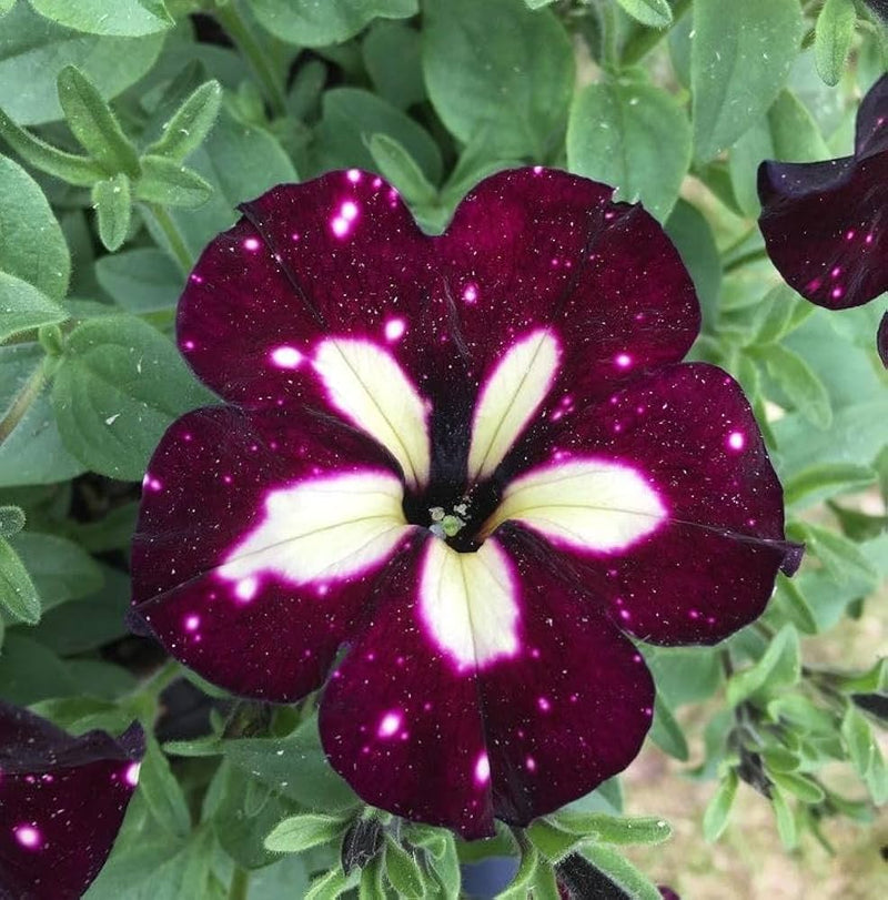 White & Maroon Petunia Flower seeds for Planting - Easy to Grow, Heirloom & GMO Free Seeds for Home Garden
Sale seeds for planting in home garden