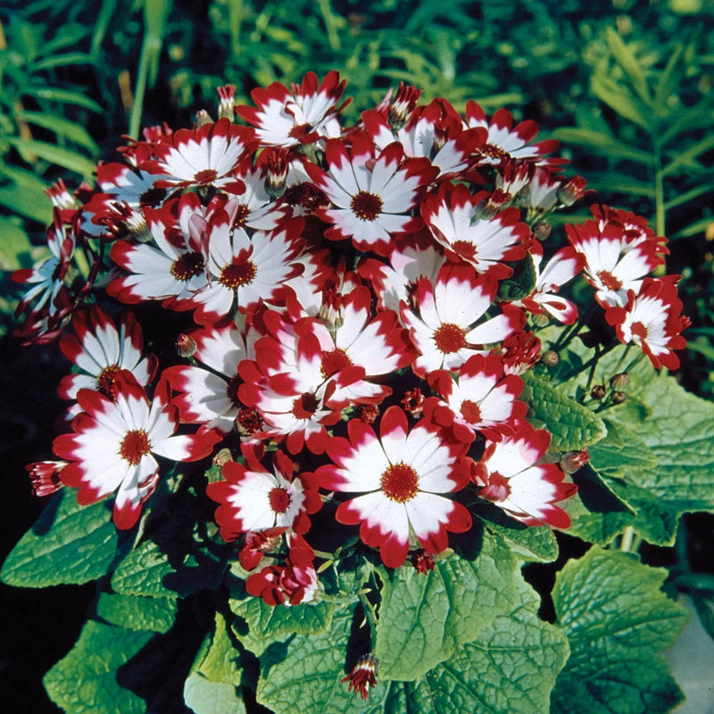 Cineraria Flower seeds for Planting - Cut Flower Favorite, Heirloom & GMO Free Seeds for Home Garden
Sale for planting in home garden