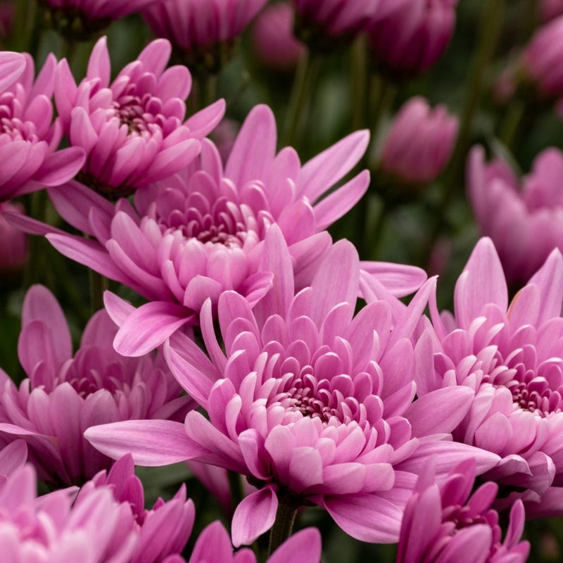 Light Pink Green Chrysanthemum Flower seeds for Planting - Wildflower Mix, Heirloom & GMO Free Seeds for Home Garden
Sale seeds for planting in home garden