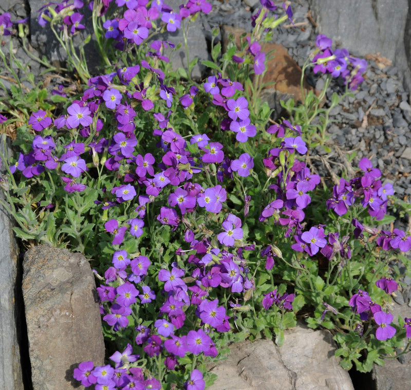 Aubrieta Flower seeds for Planting Perfect for Borders Heirloom & GMO Free Seeds for Home Garden
Sale seeds for home garden planting