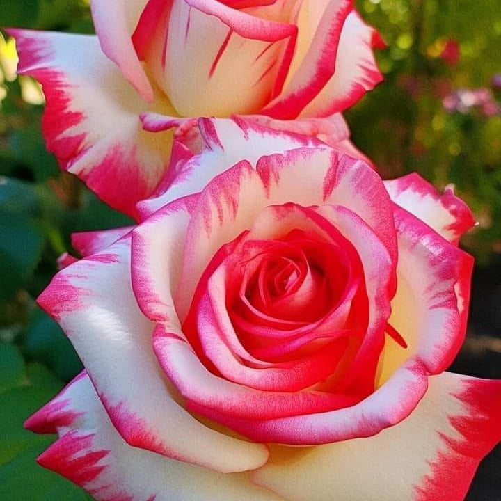 White Pink Rose Flower seeds for Planting Easy to Grow Heirloom & GMO Free Seeds for Home Garden
Sale seeds for home garden planting