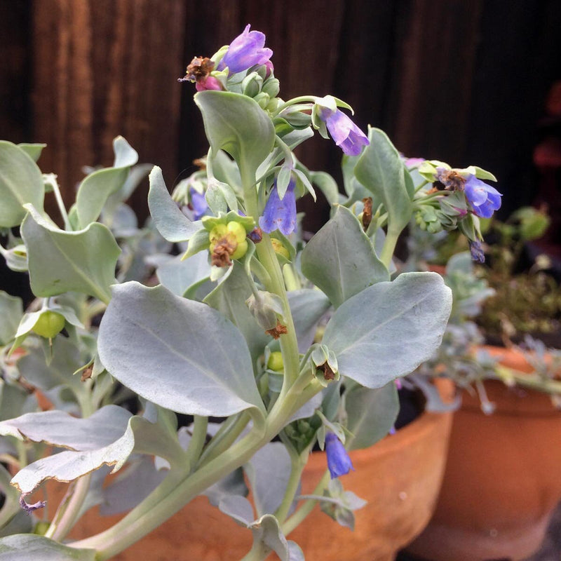 Mertensia Maritima Flower seeds for Planting - Perfect for Borders, Heirloom & GMO Free Seeds for Home Garden
Sale seeds for planting in home garden