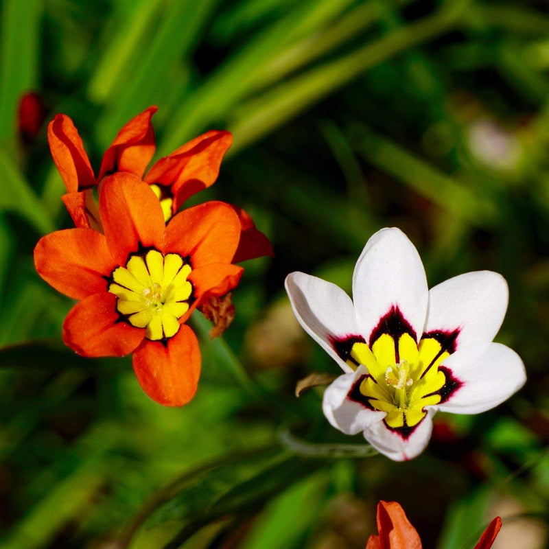 Sparaxis Tricolor Rose Flower seeds for Planting Colorful Display Heirloom & GMO Free Seeds for Home Garden
Sale seeds for home garden planting