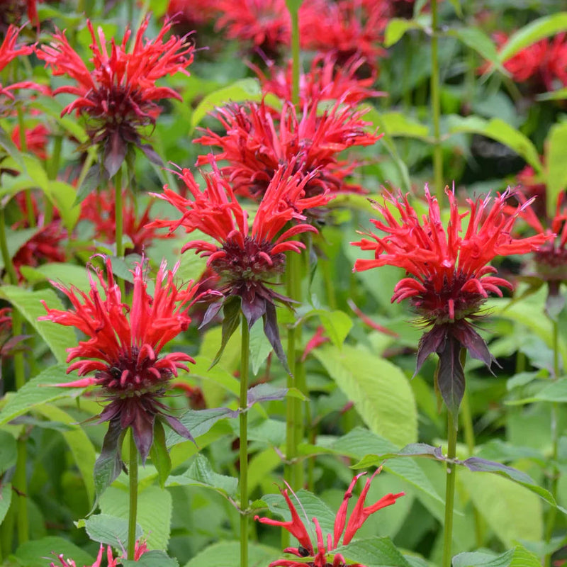 Red Monarda Didyma Flower seeds for Planting Premium Quality Heirloom & GMO Free Seeds for Home Garden
Sale seeds for home garden planting