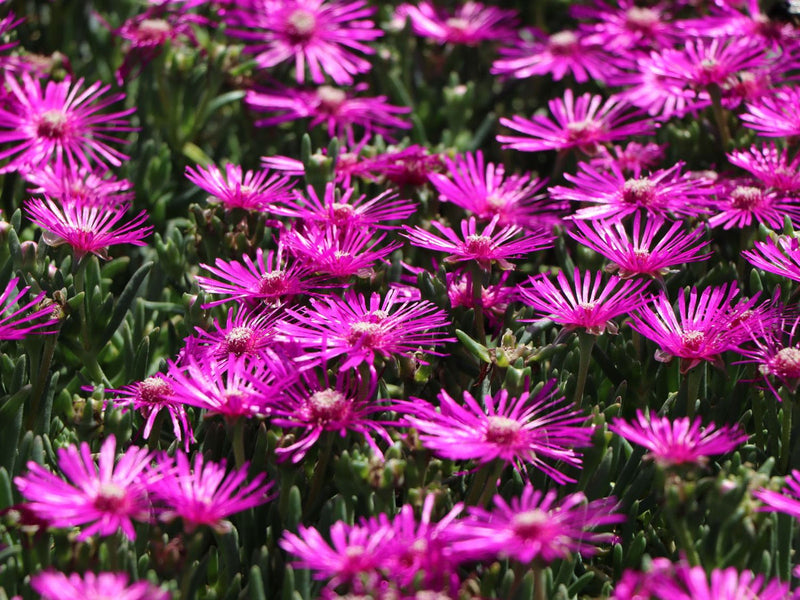 Mittagsblume Flower seeds for Planting - Fragrant Blossoms, Heirloom & GMO Free Seeds for Home Garden
Sale seeds for planting in home garden