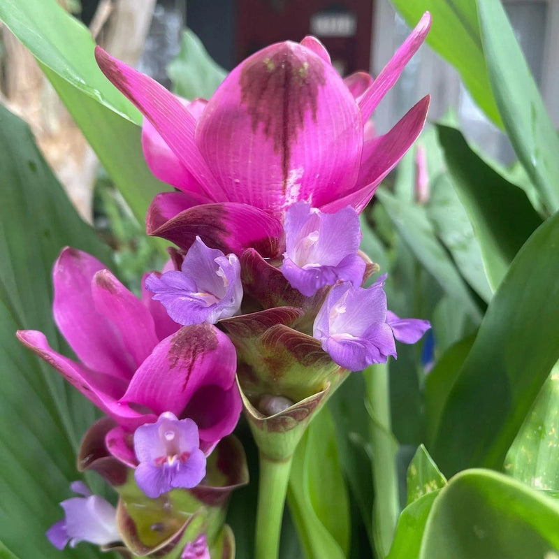 Purple Curcuma Flower seeds for Planting - Cut Flower Favorite, Heirloom & GMO Free Seeds for Home Garden
Sale for planting in home garden