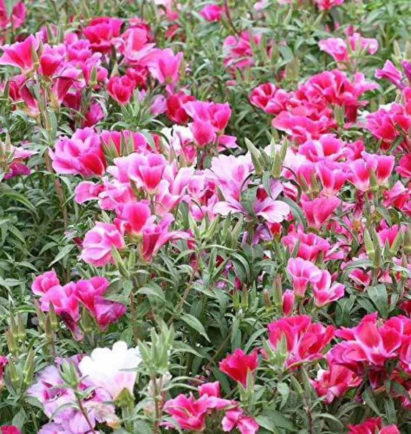 Pink Clarkia Amoena Flower seeds for Planting - Fragrant Blossoms, Heirloom & GMO Free Seeds for Home Garden