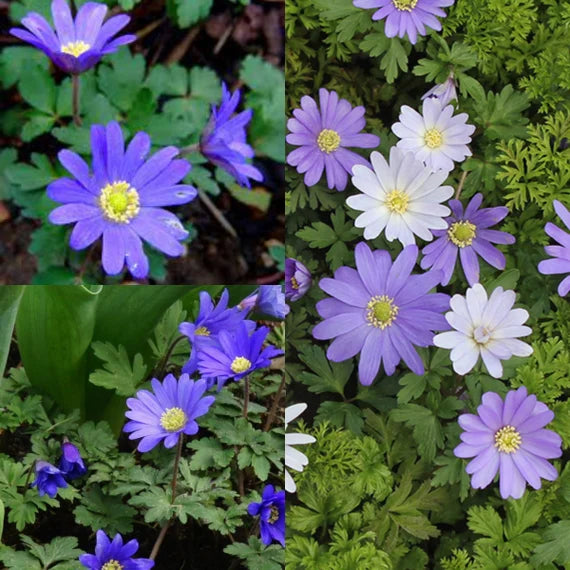 Anemone Blanda Flower seeds for Planting - Fragrant Blossoms, Heirloom & GMO Free Seeds for Home Garden