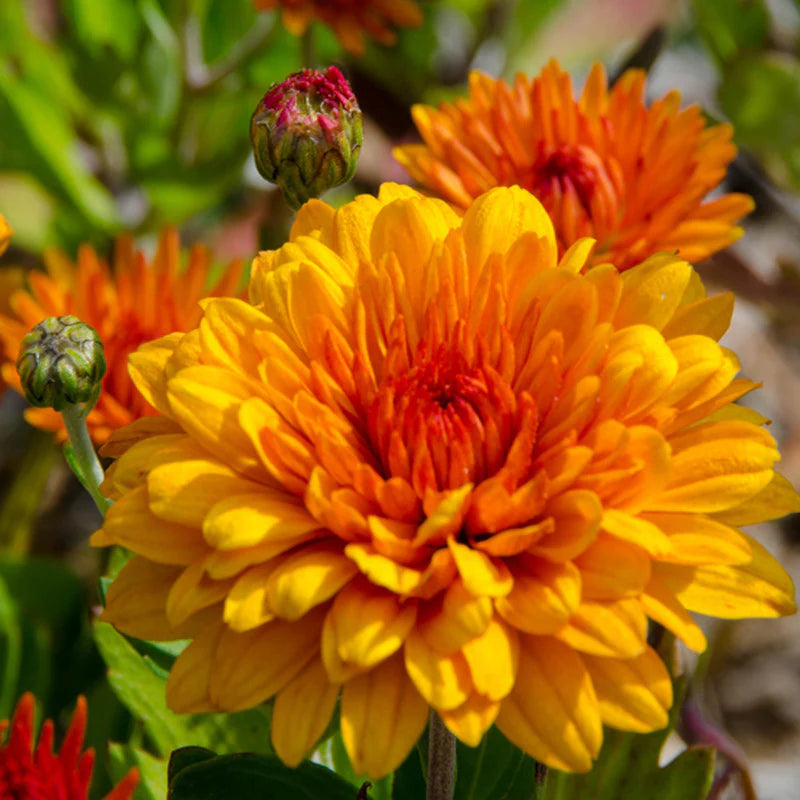Yellow & Orange Chrysanthemum Flower seeds for Planting - Vibrant Colors, Heirloom & GMO Free Seeds for Home Garden