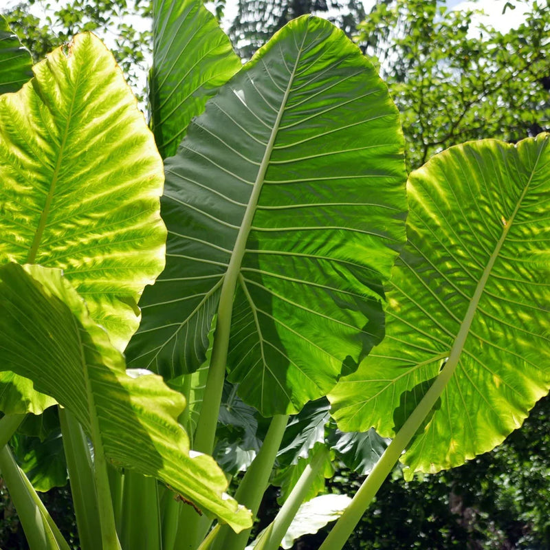 Alocasia Heirloom Non GMO Planting Flower seeds for Planting Shade Tolerant Heirloom & GMO Free Seeds for Home Garden