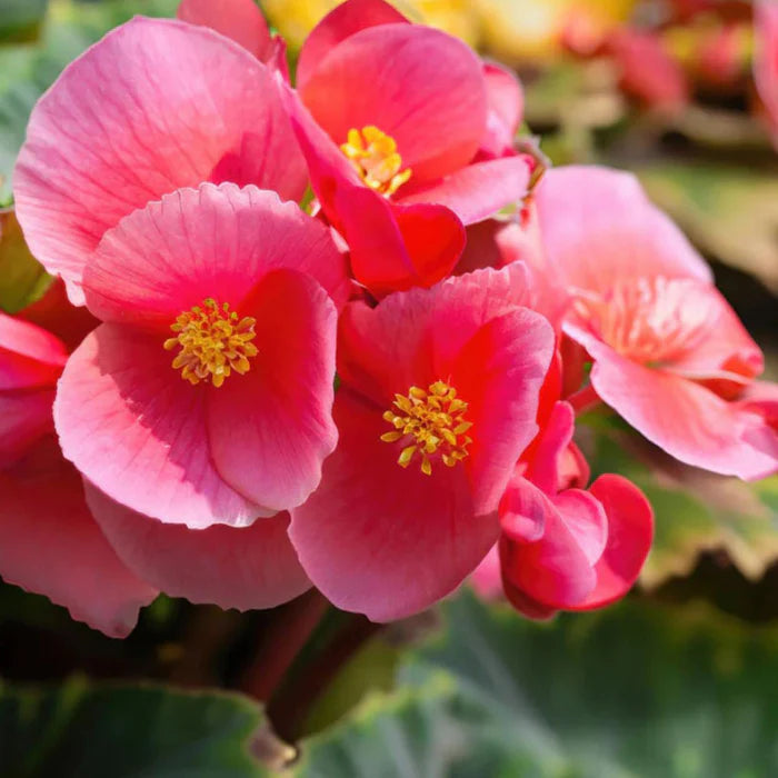 Begonia Super Olympia Rose Flower Seeds for Planting flower bed