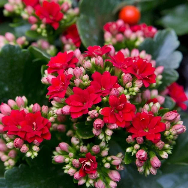 Kalanchoe Flower seeds for Planting Perfect for Borders Heirloom & GMO Free Seeds for Home Garden
