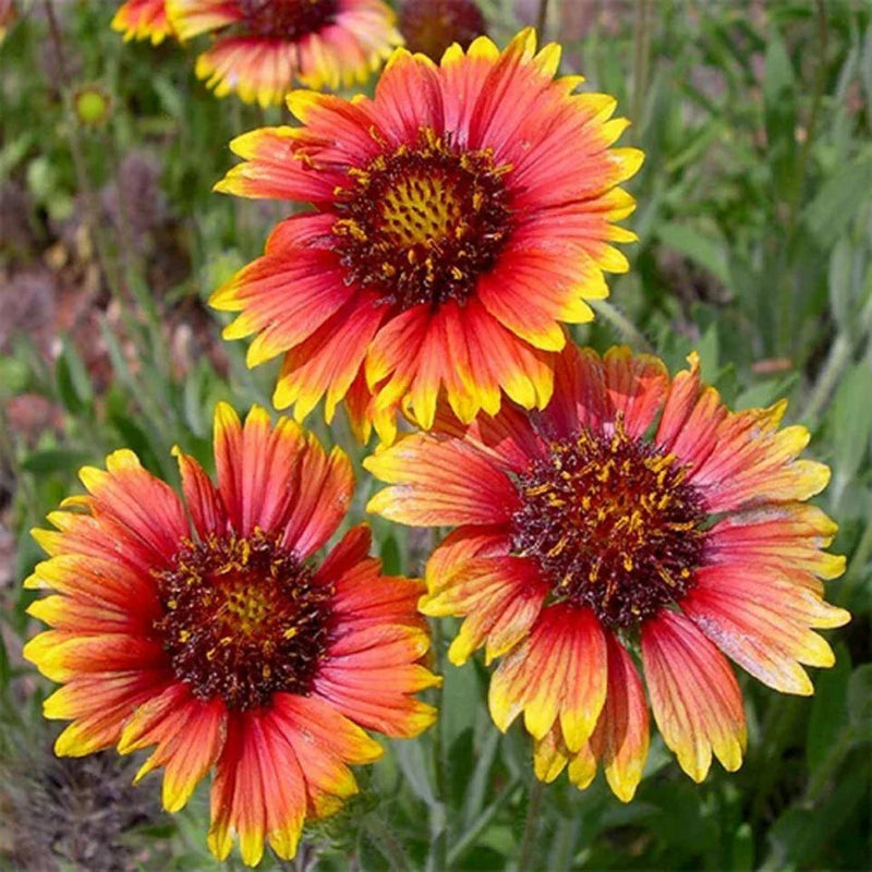 Yellow Red Aristata Flower seeds for Planting - Perfect for Borders, Heirloom & GMO Free Seeds for Home Garden
Sale seeds for home garden