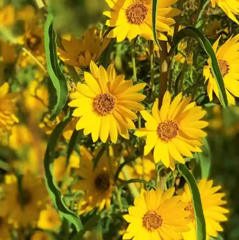 Yellow Maximilian Flower seeds for Planting - Hardy Variety, Heirloom & GMO Free Seeds for Home Garden
Sale seeds for planting in home garden