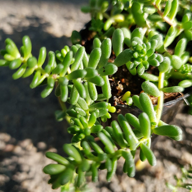 Green Sedum Album Flower seeds for Planting - Shade Tolerant, Heirloom & GMO Free Seeds for Home Garden
Sale for planting in home garden