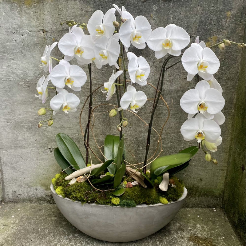 White Phalaenopsis Orchid Flower Seeds for Planting – Heirloom, Non-GMO, High Germination Organic Garden Seeds