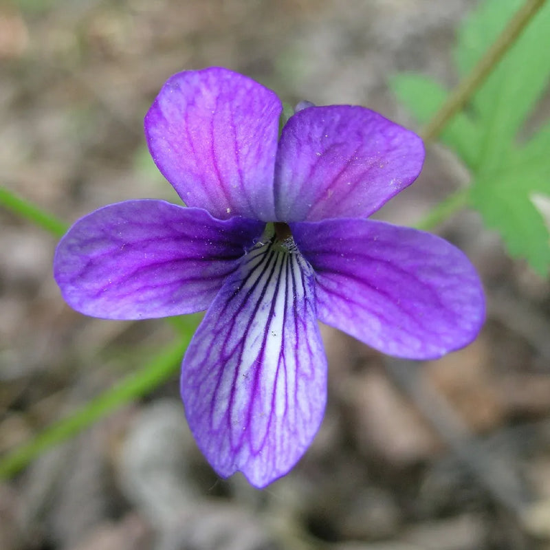 Blue Viola Mandshurica Flower seeds for Planting - Easy to Grow, Heirloom & GMO Free Seeds for Home Garden