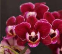 Burgundy White Phalaenopsis Orchids Seeds for Planting Easy to Grow Heirloom & GMO Free Seeds for Home Garden
Sale for planting in home garden