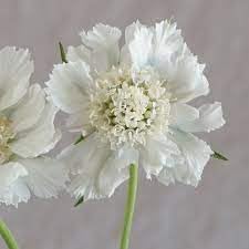 Scabiosa Flower seeds for Planting Low Maintenance Heirloom & GMO Free Seeds for Home Garden
Sale for planting in home garden