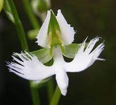 Japanese Radiata Flower seeds for Planting - Easy to Grow, Heirloom & GMO Free Seeds for Home Garden
Sale for planting in home garden.