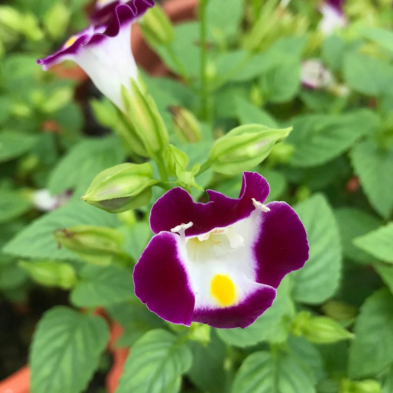 Torenia Kauai Flower seeds for Planting Long Bloom Season Heirloom & GMO Free Seeds for Home Garden