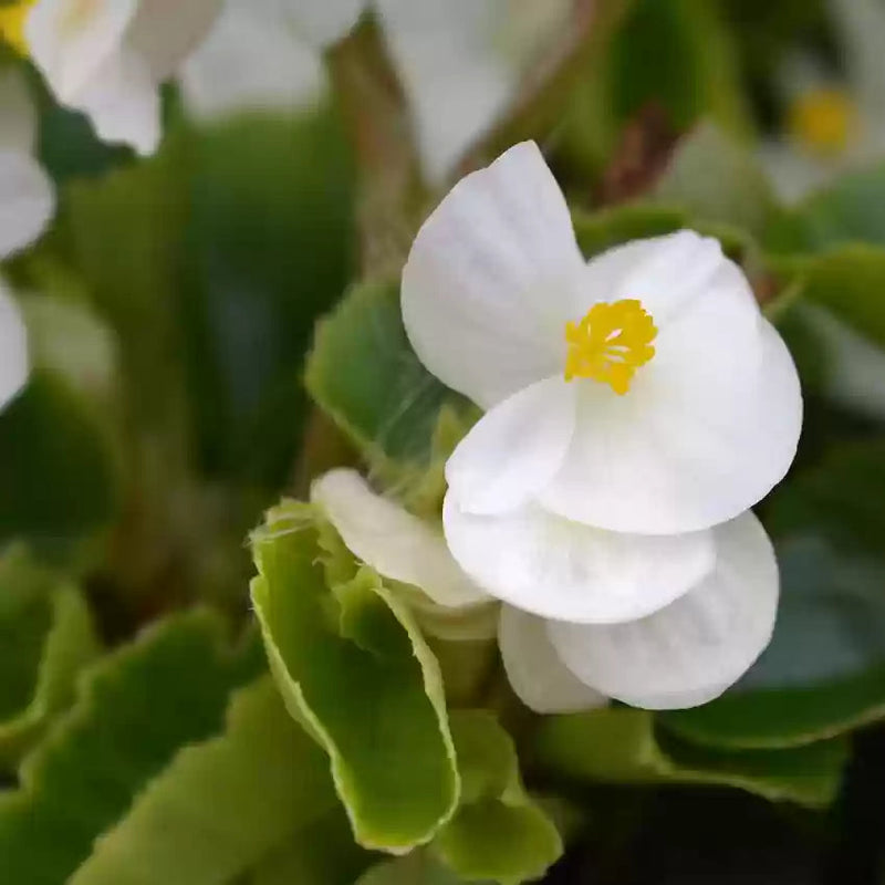 Begonia White Flower seeds for Planting - Wildflower Mix, Heirloom & GMO Free Seeds for Home Garden
Sale seeds for planting in home garden