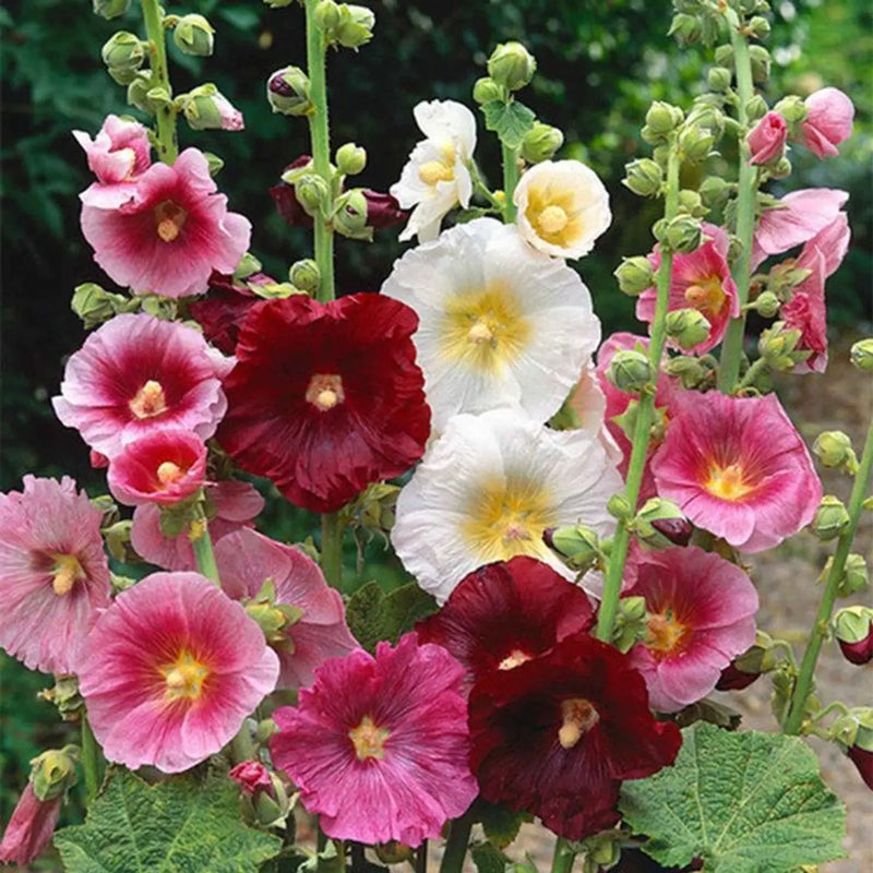 Mixed Hollyhock Flower seeds for Planting - Garden Favorite, Heirloom & GMO Free Seeds for Home Garden