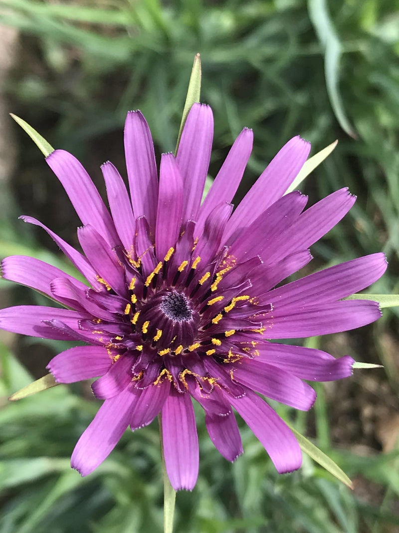 Salsify Edible Flower seeds for Planting Premium Quality Heirloom & GMO Free Seeds for Home Garden