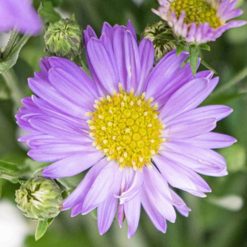 Blue Tataricus Flower seeds for Planting - Shade Tolerant, Heirloom & GMO Free Seeds for Home Garden
Sale for planting in home garden.