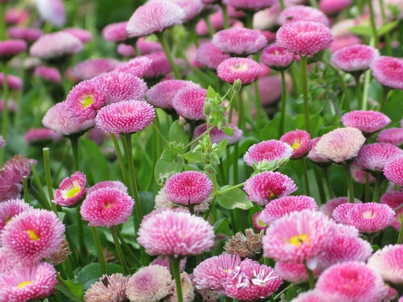 Pink Bellis Perennis Flower seeds for Planting - Premium Quality, Heirloom & GMO Free Seeds for Home Garden
