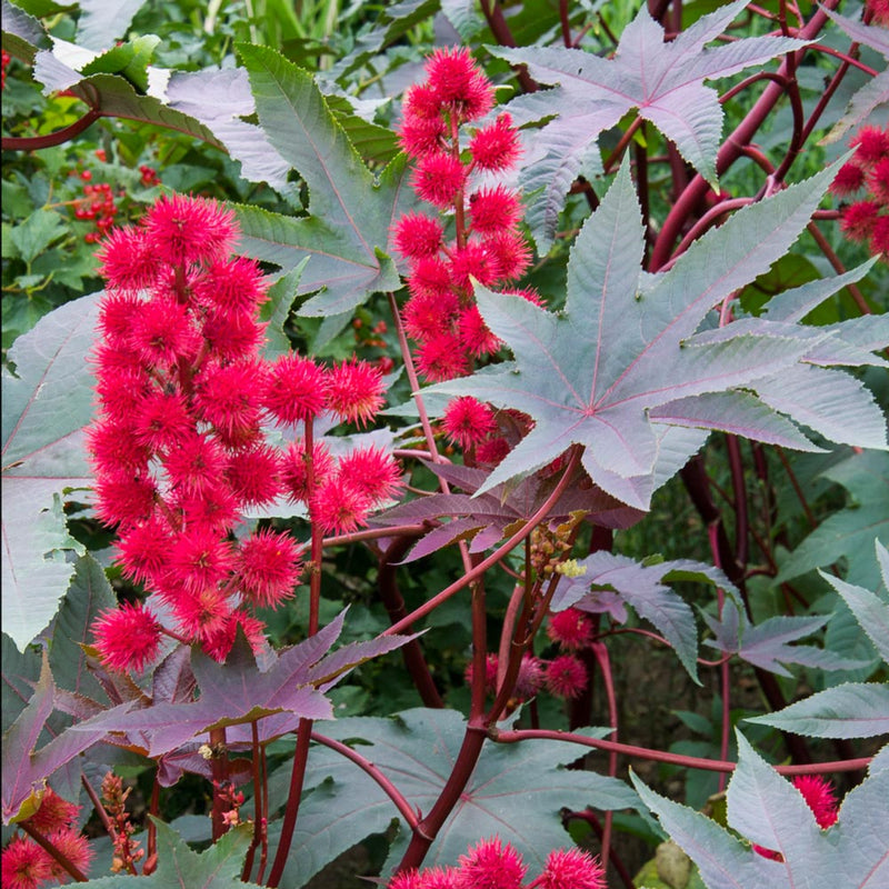 Heirloom Carmencita Flower seeds for Planting Wildflower Mix Heirloom & GMO Free Seeds for Home Garden