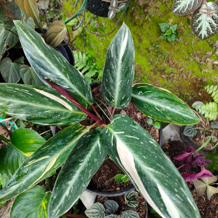 Calathea Magicstar Flower seeds for Planting Garden Favorite Heirloom & GMO Free Seeds for Home Garden
Sale seeds for home garden planting