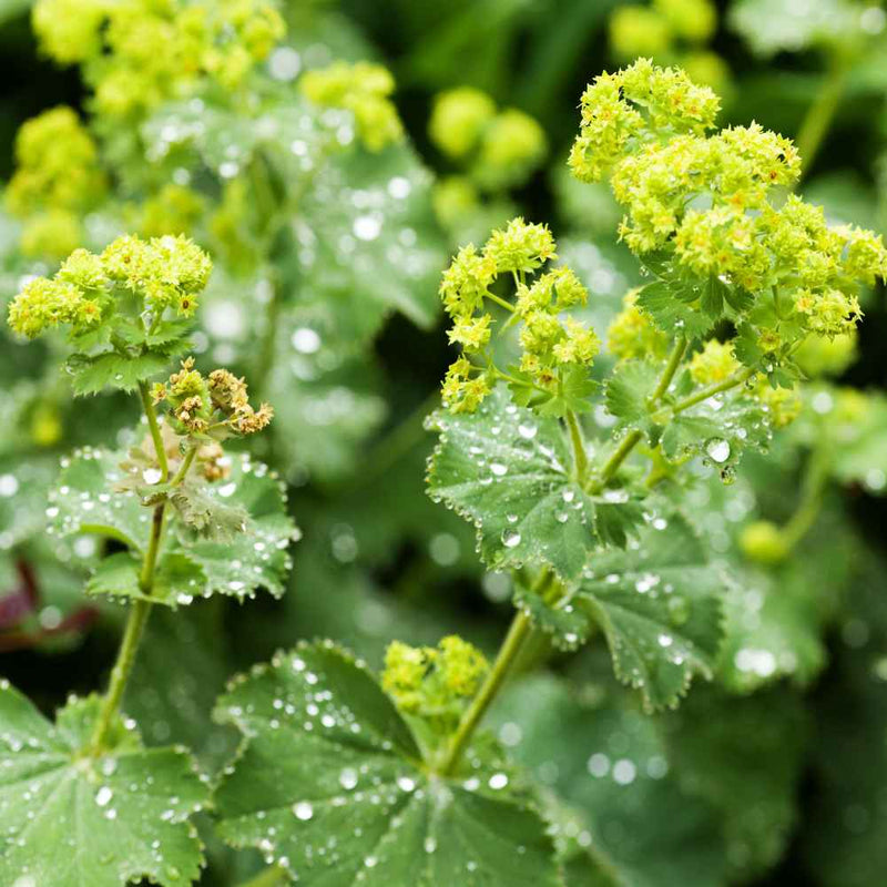 Green Alchemilla Mollis Flower seeds for Planting Garden Favorite Heirloom & GMO Free Seeds for Home Garden
Sale seeds for home garden planting