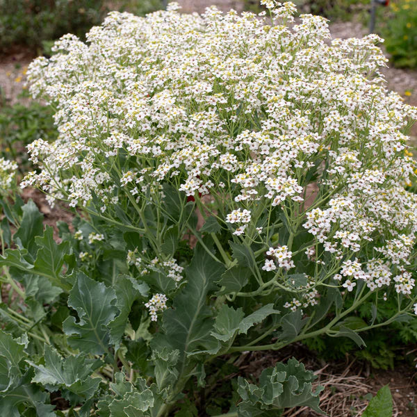 Seakale Flower seeds for Planting - Low Maintenance, Heirloom & GMO Free Seeds for Home Garden
Sale seeds for home garden