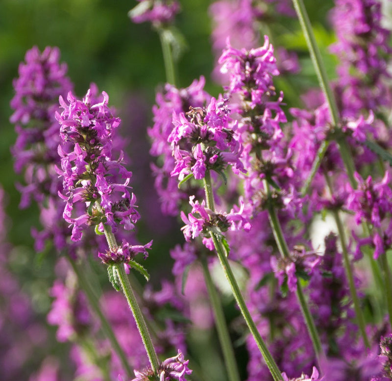 Betony Flower seeds for Planting Long Bloom Season Heirloom & GMO Free Seeds for Home Garden
Sale for planting in home garden