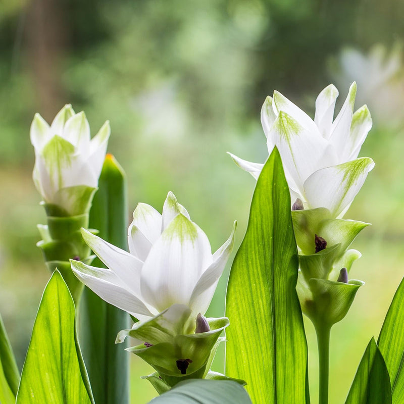 Curcuma Longa Flower seeds for Planting Bright Blooms Heirloom & GMO Free Seeds for Home Garden
Sale seeds for home garden planting