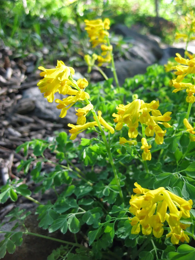 Yellow Corydalis Manchu Flower seeds for Planting - Seasonal Bloomer, Heirloom & GMO Free Seeds for Home Garden
Sale seeds for planting in home garden