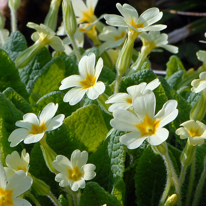 Primula Flower seeds for Planting Garden Favorite Heirloom & GMO Free Seeds for Home Garden
Sale seeds for home garden planting