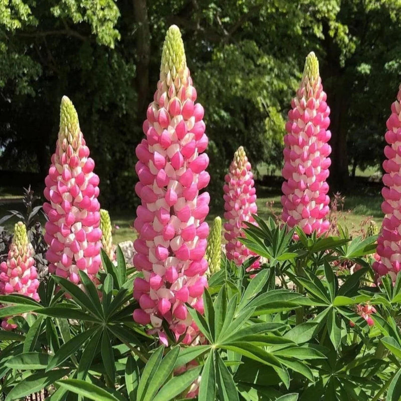 Pink Lupine Popsicle Flower seeds for Planting Compact Growth Heirloom & GMO Free Seeds for Home Garden
Sale seeds for home garden planting