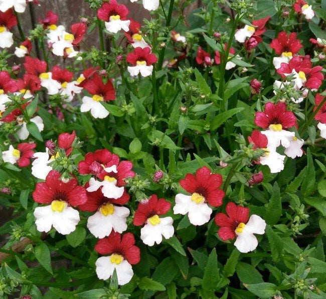 Nemesia Strumosa Flower seeds for Planting Shade Tolerant Heirloom & GMO Free Seeds for Home Garden
Sale seeds for home garden planting