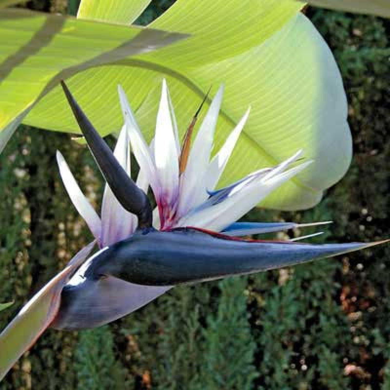 Strelitzia Flower seeds for Planting - Low Maintenance, Heirloom & GMO Free Seeds for Home Garden
Sale for planting in home garden