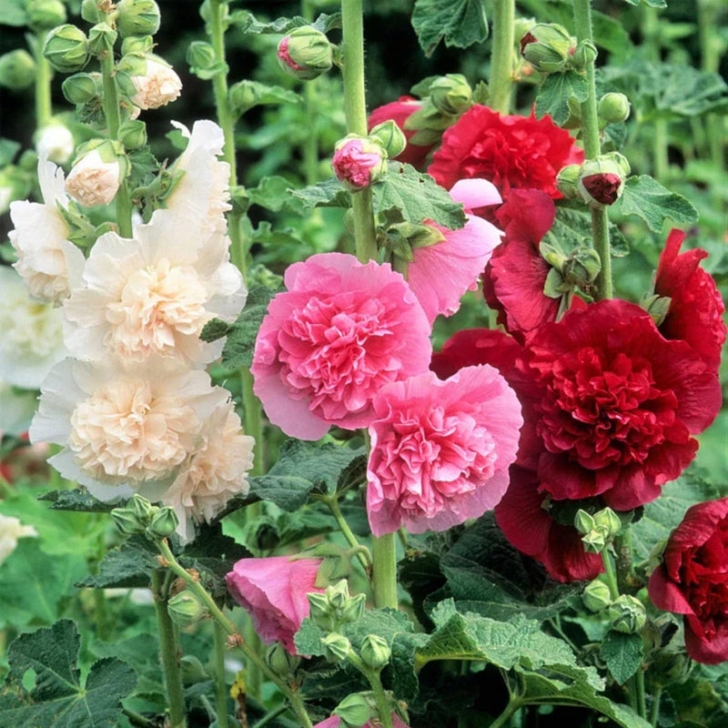 Hollyhock Carnival Flower seeds for Planting Sun Loving Heirloom & GMO Free Seeds for Home Garden
Sale for planting in home garden