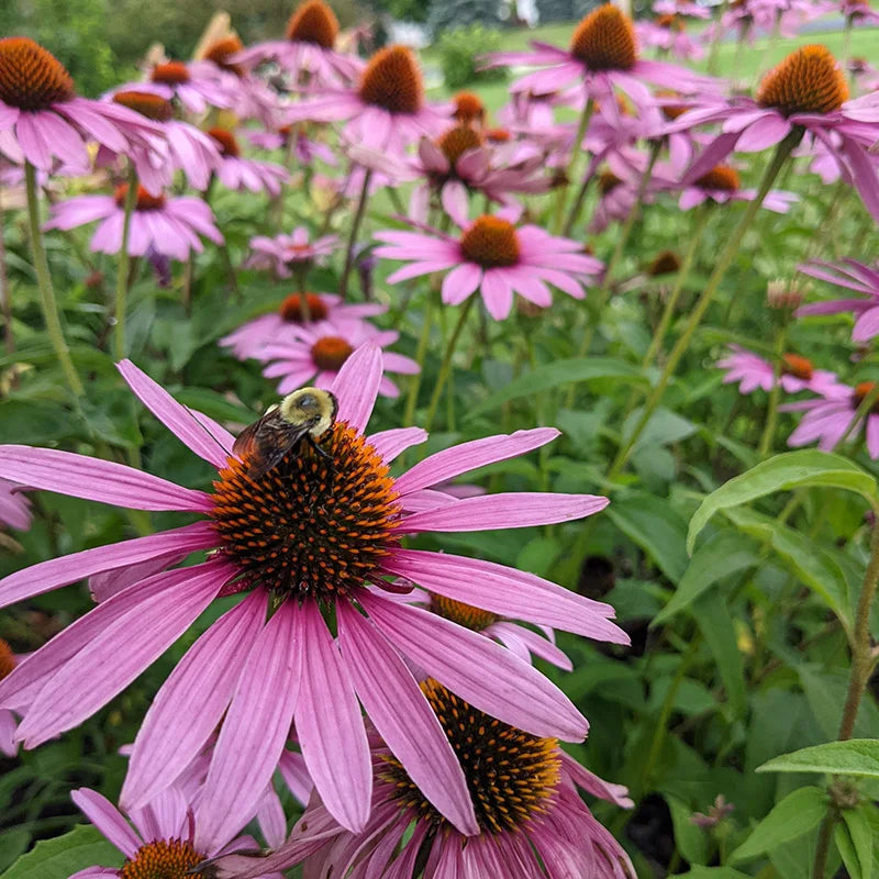 ConeFlower seeds for Planting Hardy Variety Heirloom & GMO Free Seeds for Home Garden
Sale seeds for home garden planting