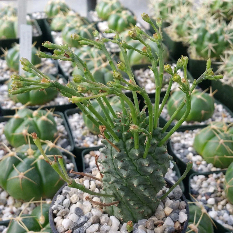 Euphorbia Spiralis Flower seeds for Planting Colorful Display Heirloom & GMO Free Seeds for Home Garden
Sale seeds for home garden planting