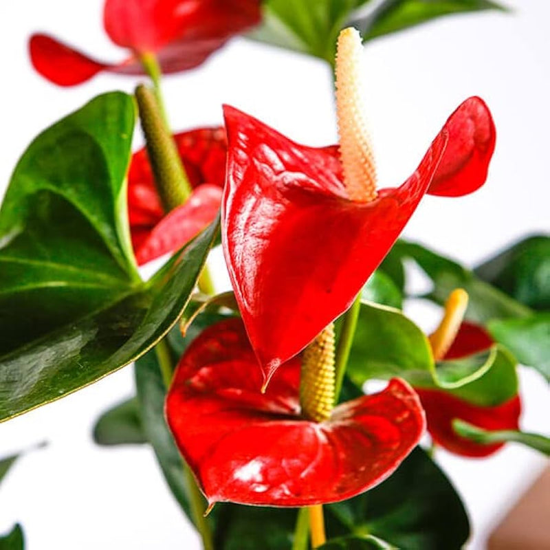 Anthurium Flower seeds for Planting Drought Tolerant Heirloom & GMO Free Seeds for Home Garden
Sale for planting in home garden