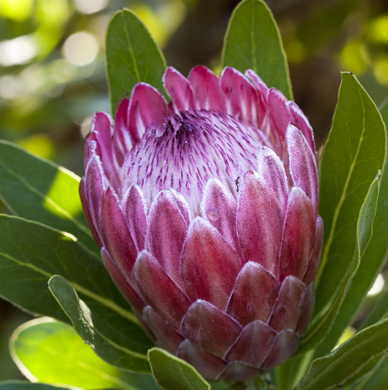 Pink Protea Flower seeds for Planting - Pollinator Friendly, Heirloom & GMO Free Seeds for Home Garden
Sale for planting in home garden