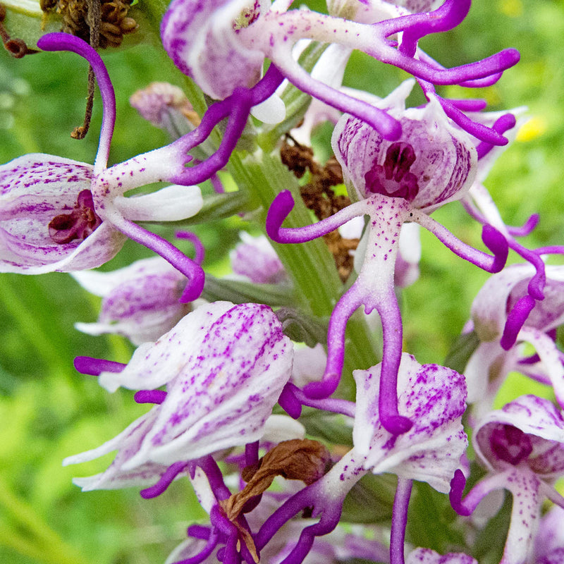 Purple Dracula Flower seeds for Planting - Wildflower Mix, Heirloom & GMO Free Seeds for Home Garden
Sale for planting in home garden