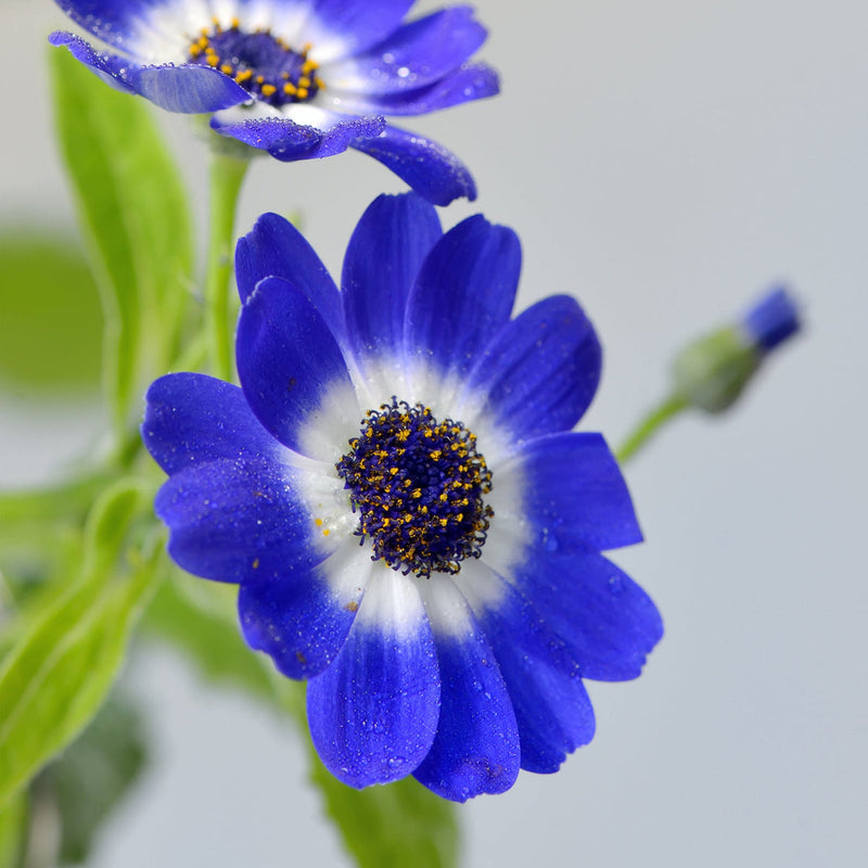 Blue Cineraria Flower seeds for Planting Pollinator Friendly Heirloom & GMO Free Seeds for Home Garden
Sale seeds for home garden planting