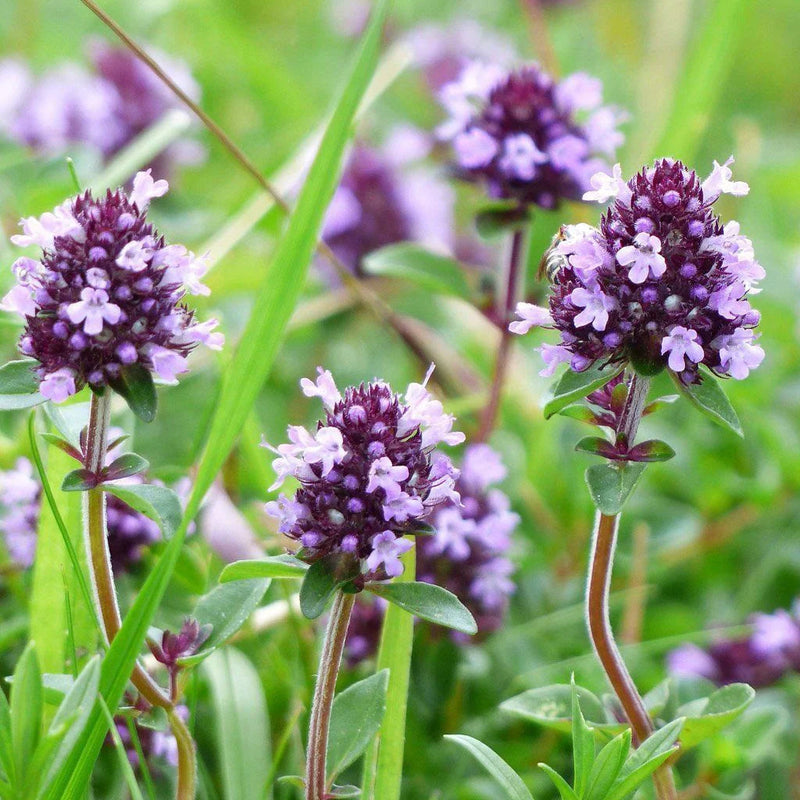 Violet Serpyllum Flower seeds for Planting - Cut Flower Favorite, Heirloom & GMO Free Seeds for Home Garden
Sale for planting in home garden